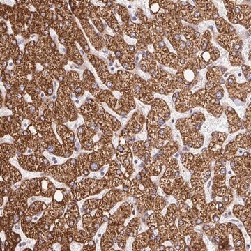Anti-RHEBL1 antibody produced in rabbit Prestige Antibodies&#174; Powered by Atlas Antibodies, affinity isolated antibody, buffered aqueous glycerol solution