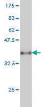 Monoclonal Anti-CXCL5 antibody produced in mouse clone M1, purified immunoglobulin, buffered aqueous solution