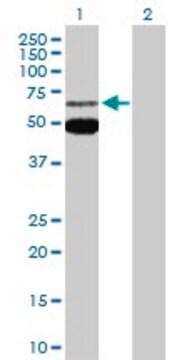 Anti-MEF2C antibody produced in rabbit purified immunoglobulin, buffered aqueous solution
