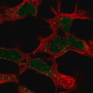 Anti-PHF14 antibody produced in rabbit Prestige Antibodies&#174; Powered by Atlas Antibodies, affinity isolated antibody