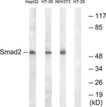 Anti-SMAD2 antibody produced in rabbit affinity isolated antibody