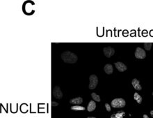 Anti-Fibronectin antibody, Mouse monoclonal clone IST-4, purified from hybridoma cell culture