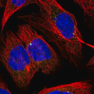 Anti-SLC1A4 antibody produced in rabbit Prestige Antibodies&#174; Powered by Atlas Antibodies, affinity isolated antibody, buffered aqueous glycerol solution