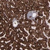 Anti-MAOB antibody produced in rabbit Prestige Antibodies&#174; Powered by Atlas Antibodies, affinity isolated antibody, buffered aqueous glycerol solution
