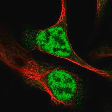 Anti-RAD54L antibody produced in rabbit Prestige Antibodies&#174; Powered by Atlas Antibodies, affinity isolated antibody, buffered aqueous glycerol solution