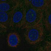 Anti-GRINA antibody produced in rabbit Prestige Antibodies&#174; Powered by Atlas Antibodies, affinity isolated antibody, buffered aqueous glycerol solution