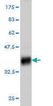 Monoclonal Anti-PTCH antibody produced in mouse clone 8E1, purified immunoglobulin, buffered aqueous solution