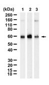 Anti-PIK3R3 Antibody, clone 1F2 ZooMAb&#174; Rabbit Monoclonal recombinant, expressed in HEK 293 cells