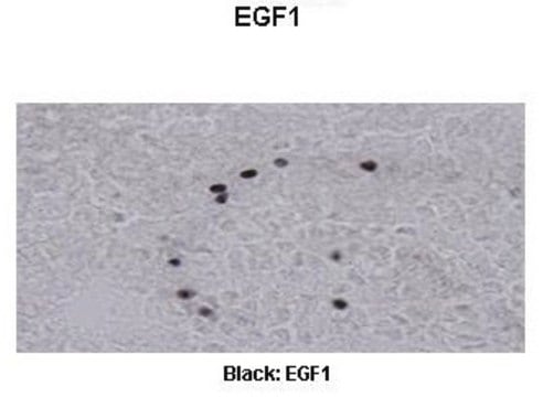 Anti-EGR1 antibody produced in rabbit IgG fraction of antiserum