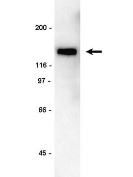 Anti-PLC&#947;-1 Antibody, clone B-6-4 clone B-6-4, 1&#160;mg/mL, Upstate&#174;