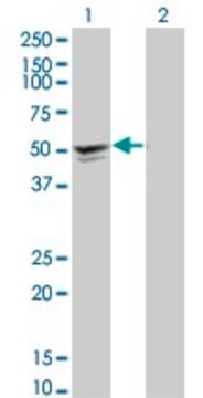 Monoclonal Anti-SGCA antibody produced in mouse clone 3C4, purified immunoglobulin, buffered aqueous solution