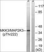 Anti-phospho-MAP2K3 (pThr222) antibody produced in rabbit affinity isolated antibody