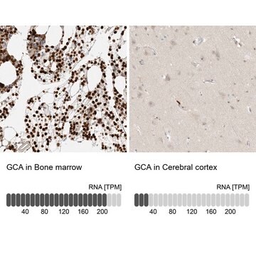 Anti-GCA antibody produced in rabbit Prestige Antibodies&#174; Powered by Atlas Antibodies, affinity isolated antibody, buffered aqueous glycerol solution