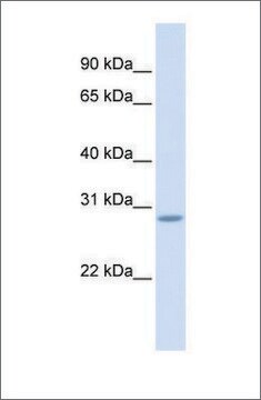 Anti-SCRT2 antibody produced in rabbit affinity isolated antibody