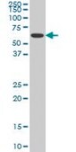 Monoclonal Anti-NR1H4, (C-terminal) antibody produced in mouse clone 1B10, purified immunoglobulin, buffered aqueous solution