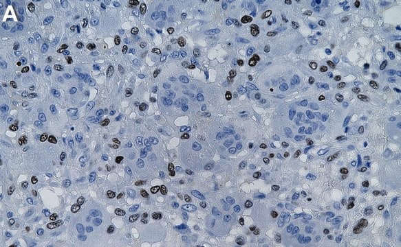 Anti-Histone H3.3 G34W Antibody, clone 2E20 ZooMAb&#174; Rabbit Monoclonal recombinant, expressed in HEK 293 cells