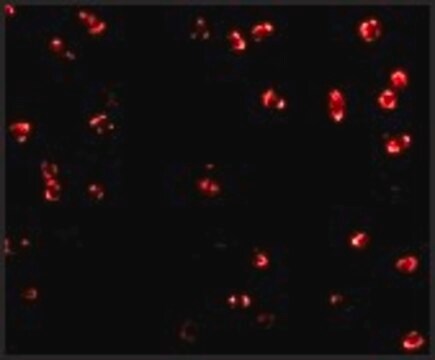 Anti-Integrin &#945;4 (ab3) antibody produced in rabbit affinity isolated antibody, buffered aqueous solution