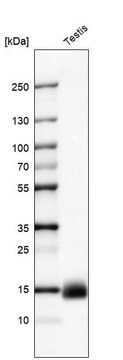 Monoclonal Anti-CTAG1B antibody produced in mouse Prestige Antibodies&#174; Powered by Atlas Antibodies, clone CL10130, purified immunoglobulin, buffered aqueous glycerol solution