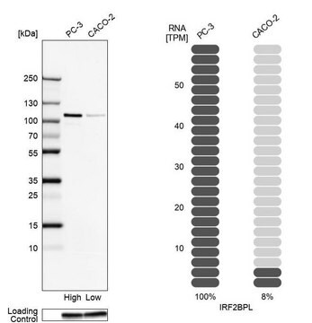 Anti-IRF2BPL antibody produced in rabbit Prestige Antibodies&#174; Powered by Atlas Antibodies, affinity isolated antibody