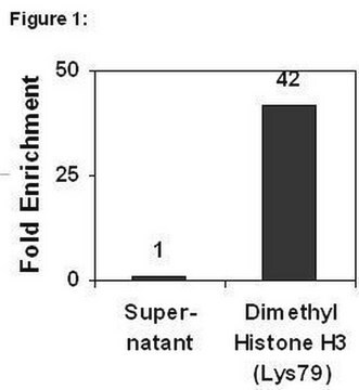 ChIPAb+ Dimethyl-Histone H3 (Lys79) - ChIP Validated Antibody and Primer Set, rabbit monoclonal culture supernatant, clone NL59, from rabbit