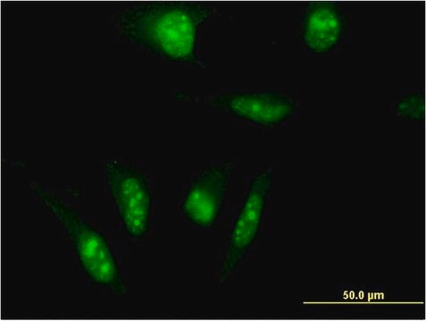 Monoclonal Anti-TAF7L antibody produced in mouse clone 3E10, purified immunoglobulin, buffered aqueous solution