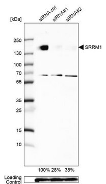 Anti-SRRM1 antibody produced in rabbit Prestige Antibodies&#174; Powered by Atlas Antibodies, affinity isolated antibody