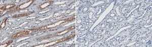 Anti-KIF5B Antibody, clone 2F23 ZooMAb&#174; Rabbit Monoclonal recombinant, expressed in HEK 293 cells