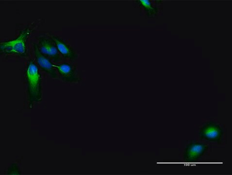 Anti-MAP7 antibody produced in rabbit purified immunoglobulin, buffered aqueous solution