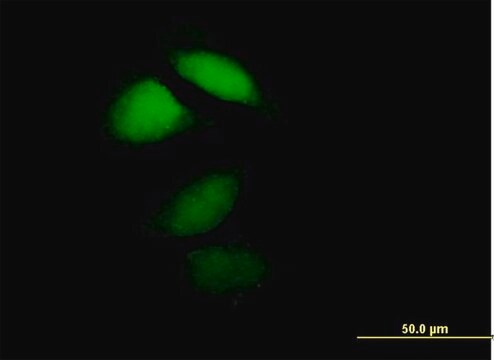 Anti-HPCA antibody produced in mouse IgG fraction of antiserum, buffered aqueous solution