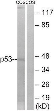 Anti-p53 antibody produced in rabbit affinity isolated antibody