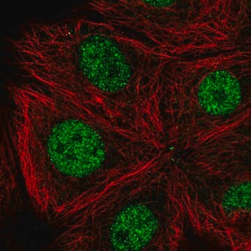 Anti-CDK10 antibody produced in rabbit Prestige Antibodies&#174; Powered by Atlas Antibodies, affinity isolated antibody