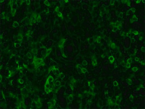 Anti-Chicken IgY (IgG) (whole molecule)&#8722;FITC antibody produced in rabbit affinity isolated antibody, buffered aqueous solution