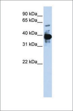 Anti-NFE2 antibody produced in rabbit affinity isolated antibody