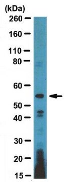 Anti-ETS1 DBD Antibody, clone 1ET 7F2 ascites fluid, clone 1ET 7F2, from mouse