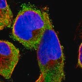Anti-RPS29 antibody produced in rabbit Prestige Antibodies&#174; Powered by Atlas Antibodies, affinity isolated antibody, buffered aqueous glycerol solution