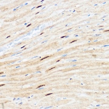 Anti- SIRT1 antibody produced in rabbit