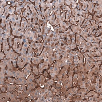 Anti-SLC10A5 antibody produced in rabbit Prestige Antibodies&#174; Powered by Atlas Antibodies, affinity isolated antibody, buffered aqueous glycerol solution