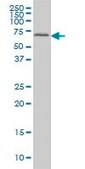 ANTI-FGR antibody produced in mouse clone 3B11, purified immunoglobulin, buffered aqueous solution