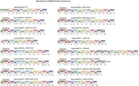 Membrane Scaffold Protein 1D1(-) recombinant, expressed in E. coli, buffered aqueous solution