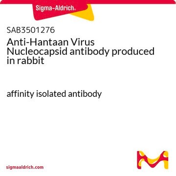 Anti-Hantaan Virus Nucleocapsid antibody produced in rabbit affinity isolated antibody