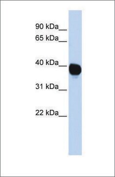 Anti-TPST2 antibody produced in rabbit affinity isolated antibody