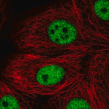Anti-TBX2 antibody produced in rabbit Prestige Antibodies&#174; Powered by Atlas Antibodies, affinity isolated antibody, buffered aqueous glycerol solution