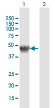 Anti-GLA antibody produced in rabbit purified immunoglobulin, buffered aqueous solution