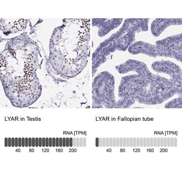 Anti-LYAR antibody produced in rabbit Prestige Antibodies&#174; Powered by Atlas Antibodies, affinity isolated antibody, buffered aqueous glycerol solution