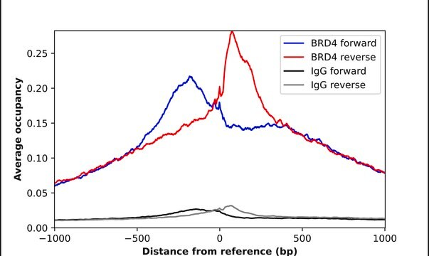 Anti-BRD4 antibody produced in rabbit Prestige Antibodies&#174; Powered by Atlas Antibodies, affinity isolated antibody, buffered aqueous glycerol solution