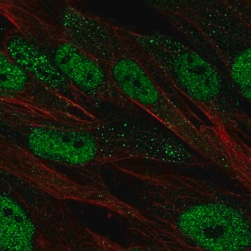 Anti-POU2F2 antibody produced in rabbit Prestige Antibodies&#174; Powered by Atlas Antibodies, affinity isolated antibody