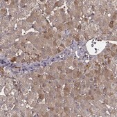 Anti-TF antibody produced in rabbit Ab2, Prestige Antibodies&#174; Powered by Atlas Antibodies, affinity isolated antibody, buffered aqueous glycerol solution
