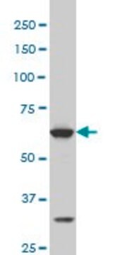 Monoclonal Anti-SREBF1 antibody produced in mouse clone 4C11, purified immunoglobulin, buffered aqueous solution