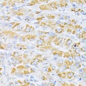 Anti-Cytochrome C antibody produced in rabbit