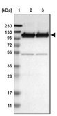 Anti-GRIK2 antibody produced in rabbit Prestige Antibodies&#174; Powered by Atlas Antibodies, affinity isolated antibody, buffered aqueous glycerol solution
